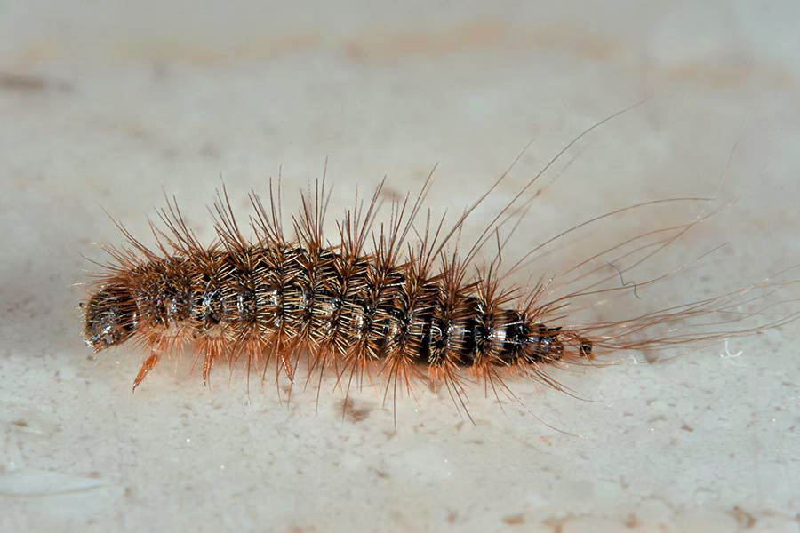 Identificazione:  larva di Dermestidae