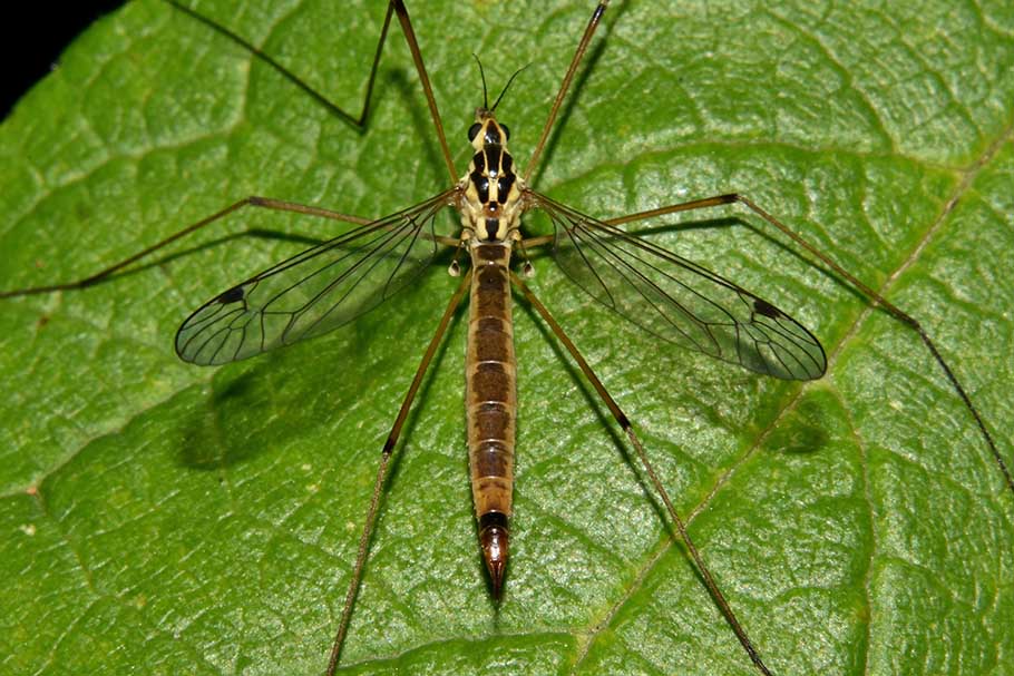 Tipulidae:   Nephrotoma sp. femmina  (cfr. N. cornicina)