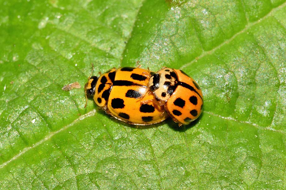 Propylea quatuordecimpunctata? S.