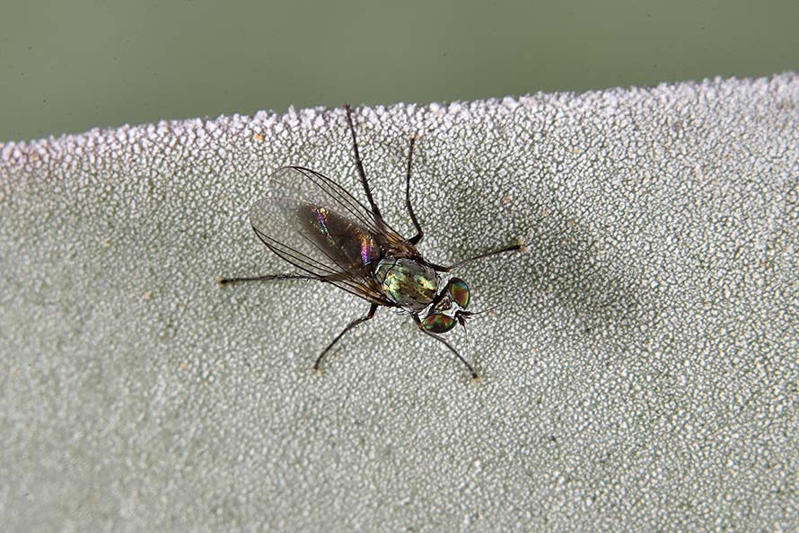 Identificazione:  fam.  Dolichopodidae