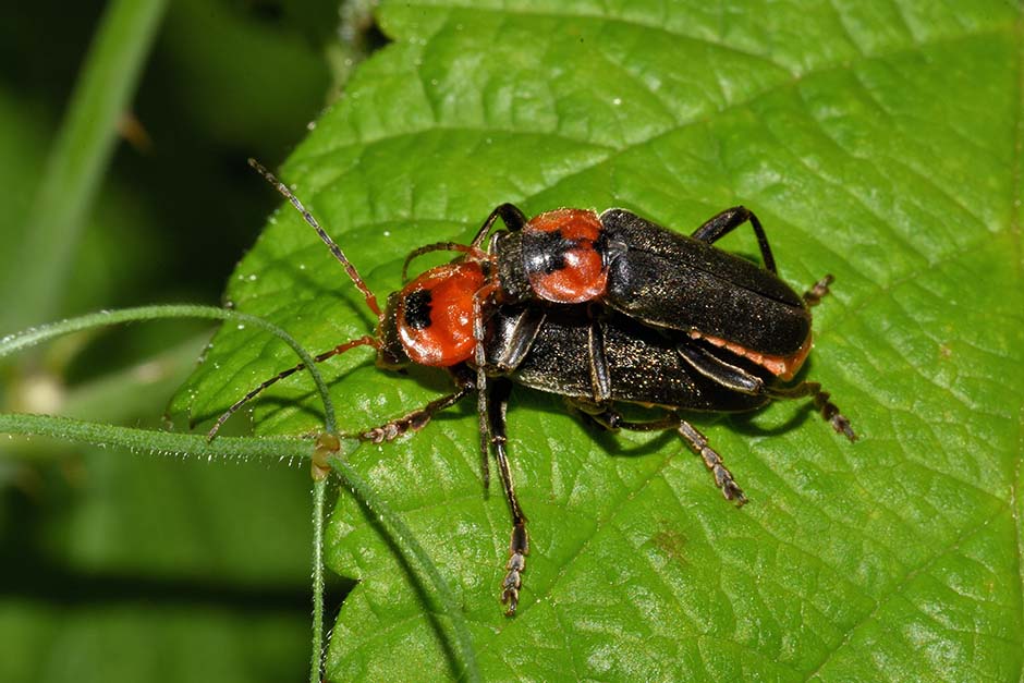 Cantharis fusca