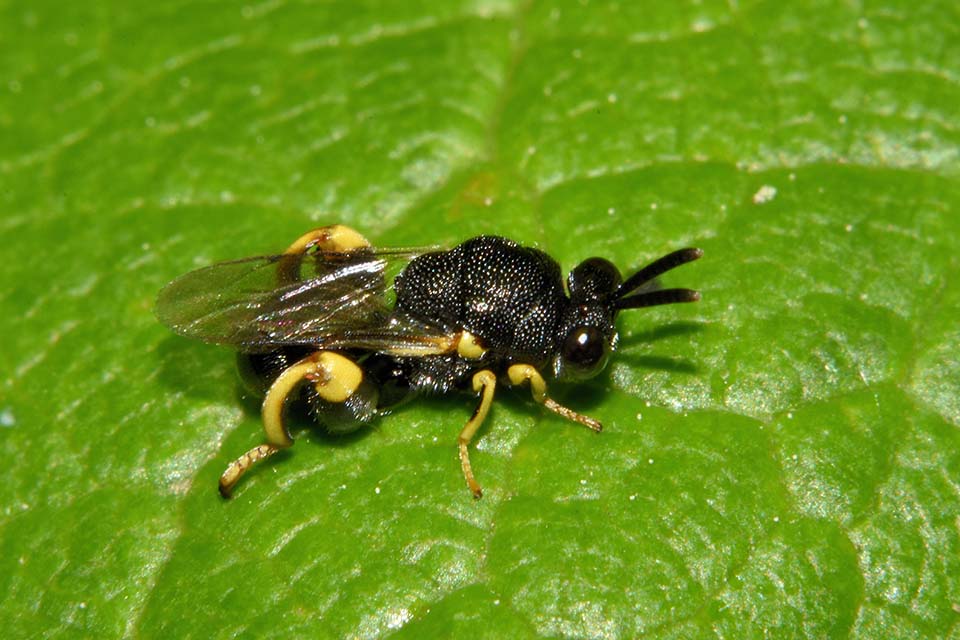 cfr.  Brachymeria sp.  (Brachymeridae/Chalcididae)