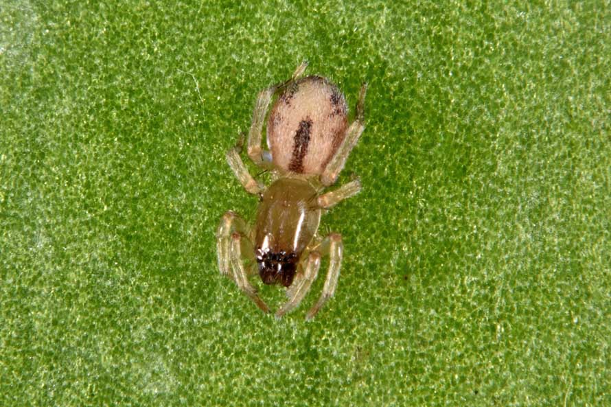 Clubiona leucaspis -  Cascina (PI)