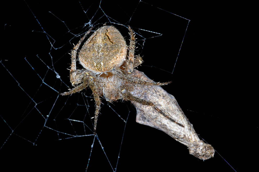 Neoscona subfusca - Cascina (PI)