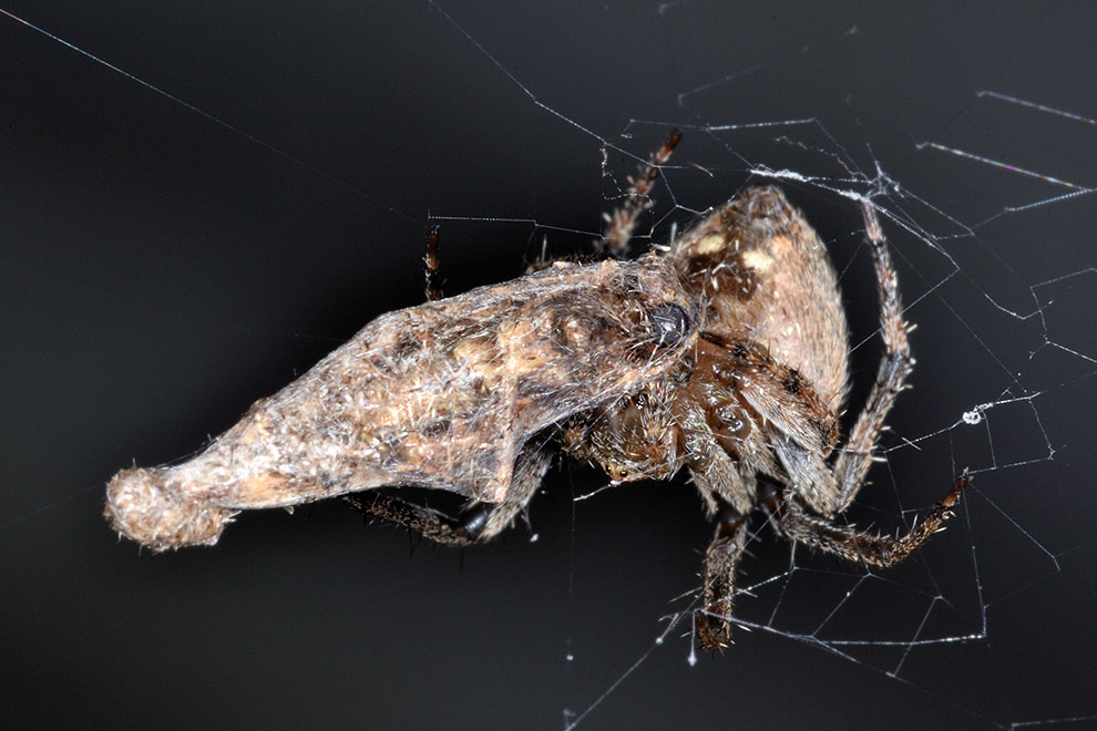 Neoscona subfusca - Cascina (PI)