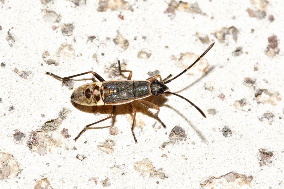 ninfa di Paromius gracils (Lygaeidae)