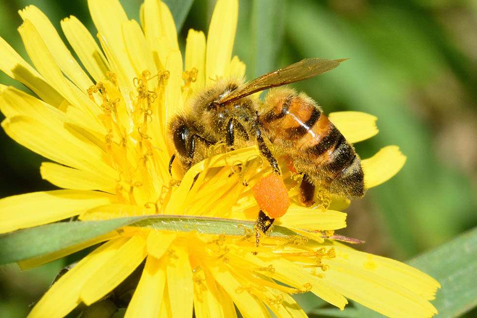 Bottinatrice di Apis mellifera.