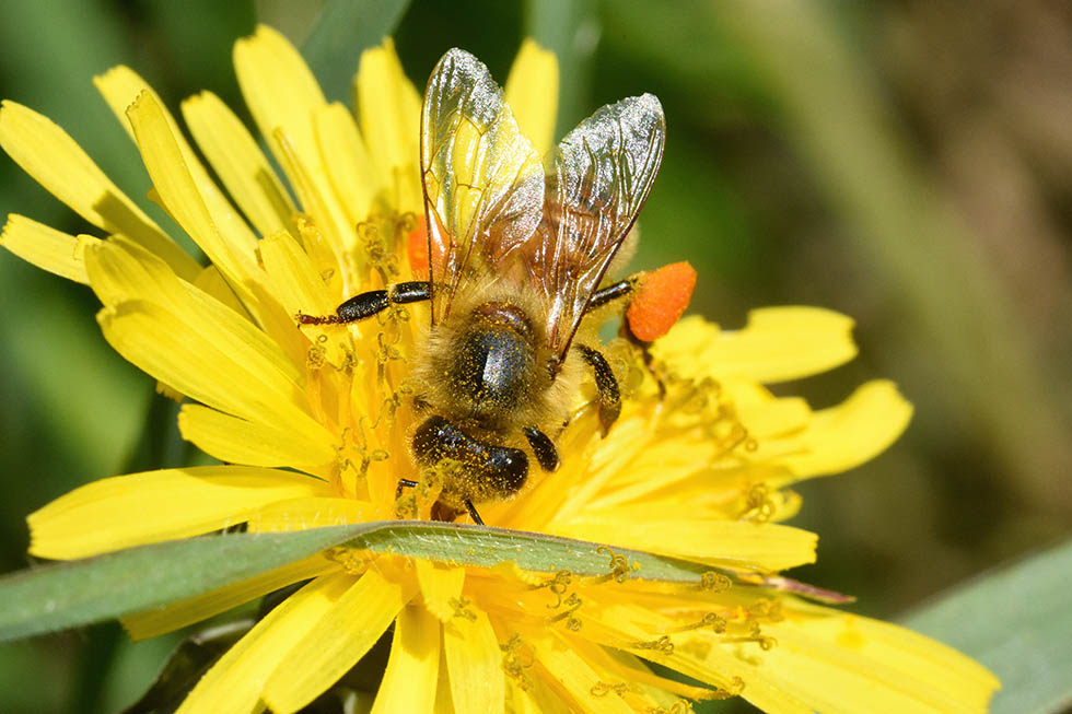 Bottinatrice di Apis mellifera.