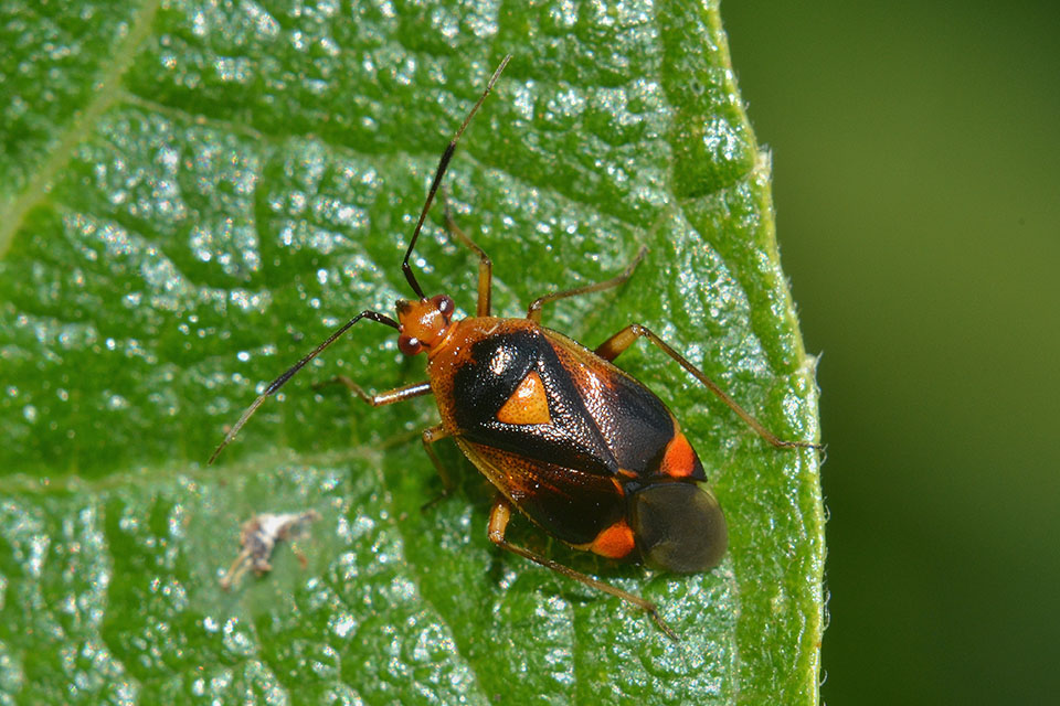 Miridae: Deraeocoris ruber della Toscana (PI)