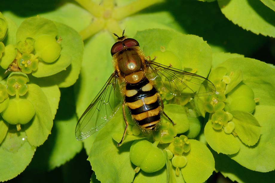 Syrphus sp. (S. ribesii o S. vitripennis), maschio