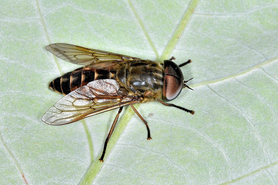 Tabanus autumnalis?