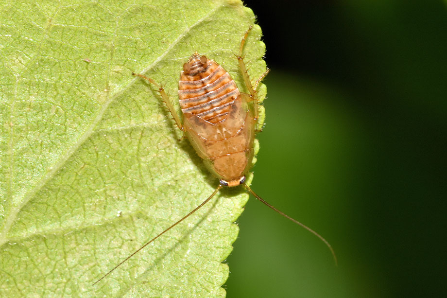 Ectobius sp., maschio