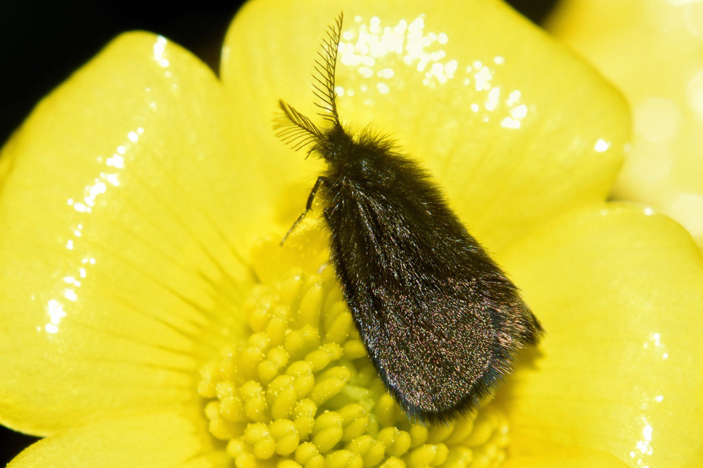 Identificazione falena - Psychidae: Epichnopterix plumella