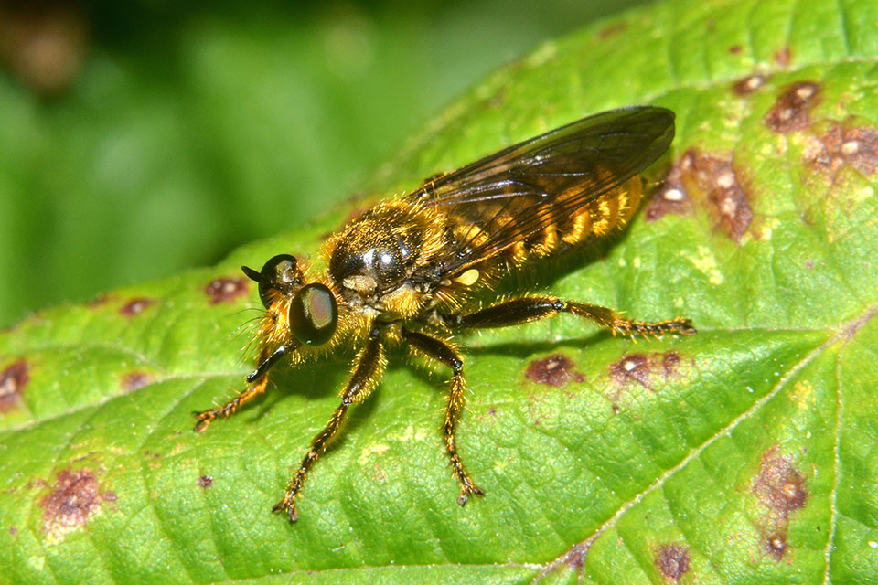 Asilidae Choerades