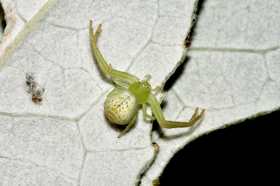 Ebrechtella tricuspidata - Cascina (PI)