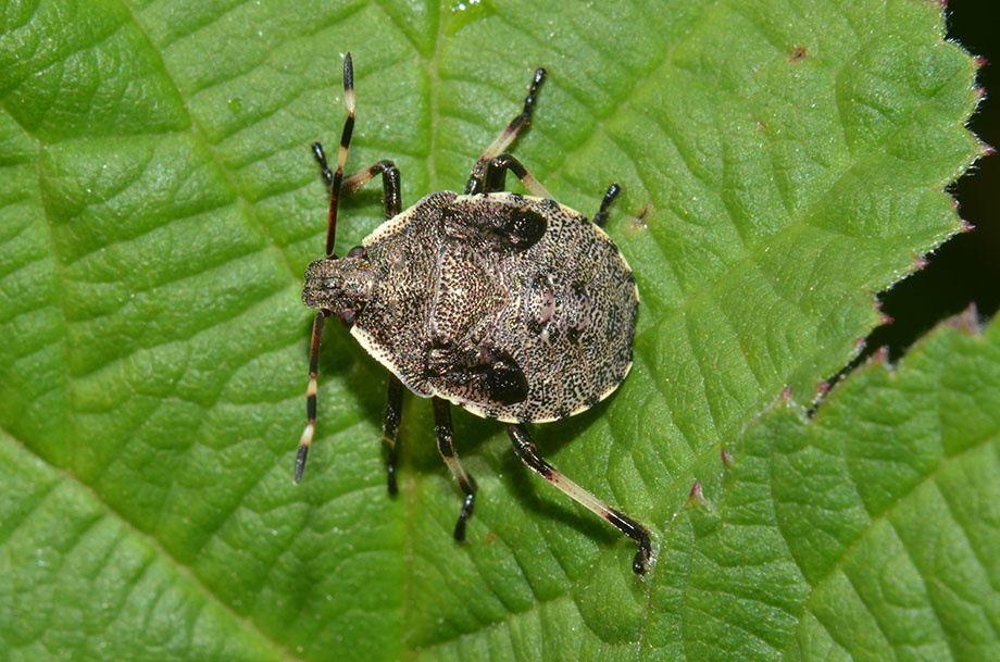 Ninfa di Pentatomidae: cfr. Picromerus bidens