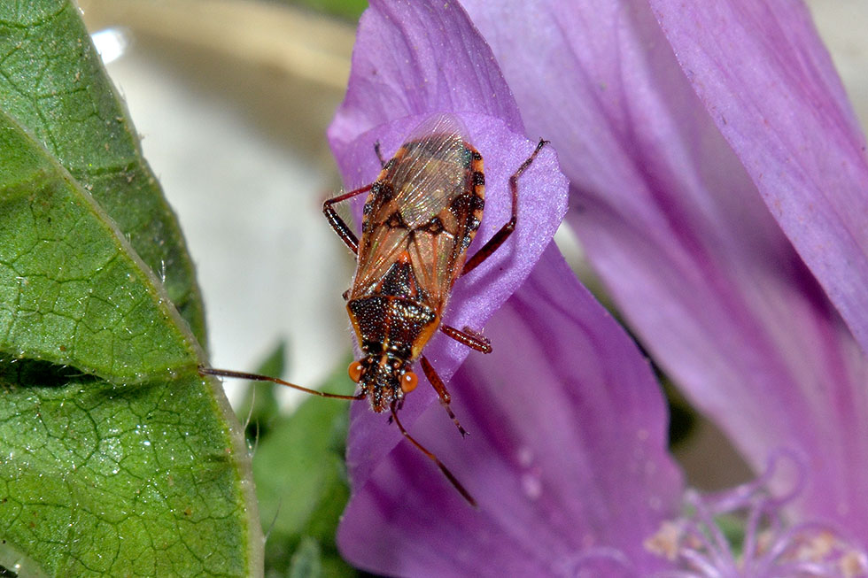 Uova ninfa e adulto_Liorhyssus hyalinus, Rhopalidae