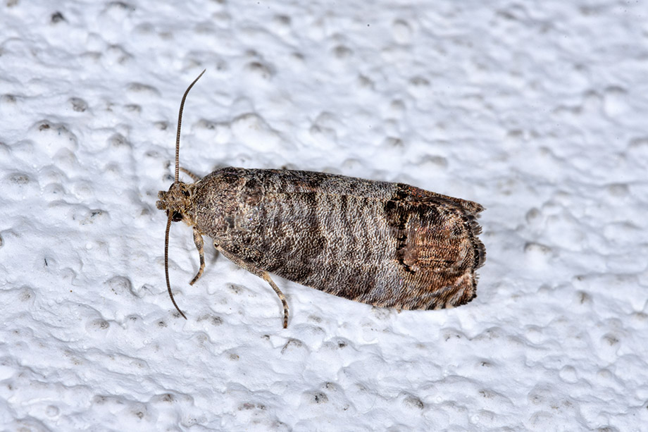 Identificazione tortricidae - Cydia pomonella