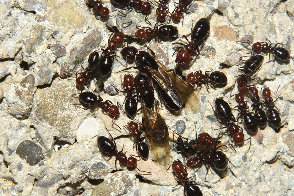 Crematogaster di pi dimensioni? No. Camponotus lateralis