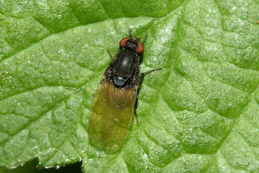 Minettia longipennis (Lauxaniidae)