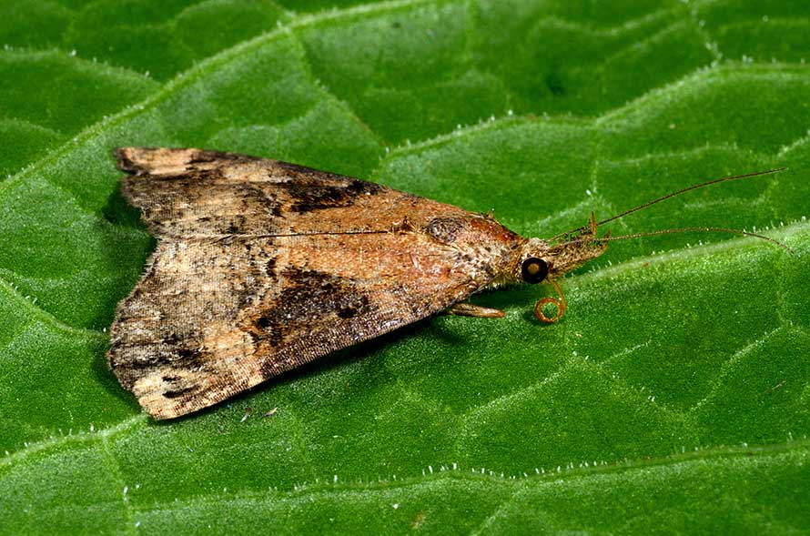 Identificazione falena - Hypena (Hypena) obsitalis, Erebidae