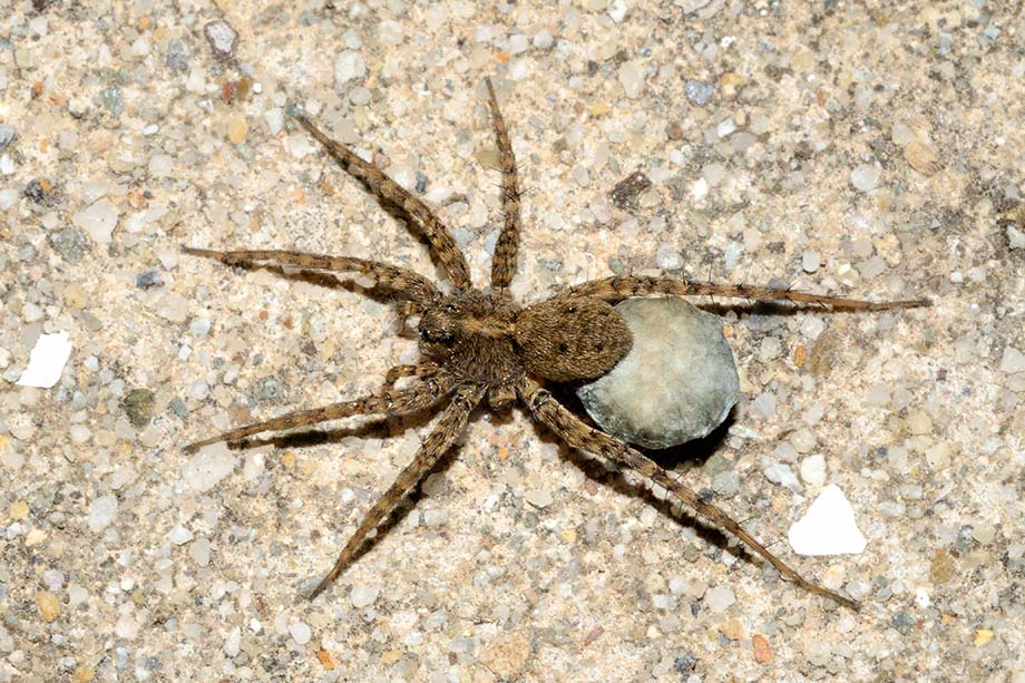 Pardosa sp. - Cascina (Pisa)