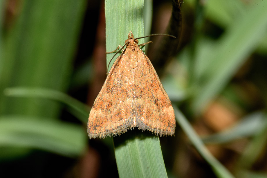 Identificazione falena - Pyrausta despicata