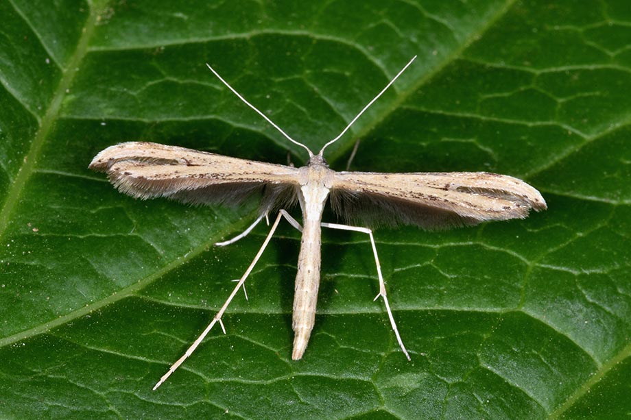 Identificazione Pterophoridae - Cfr. Emmelina monodactyla