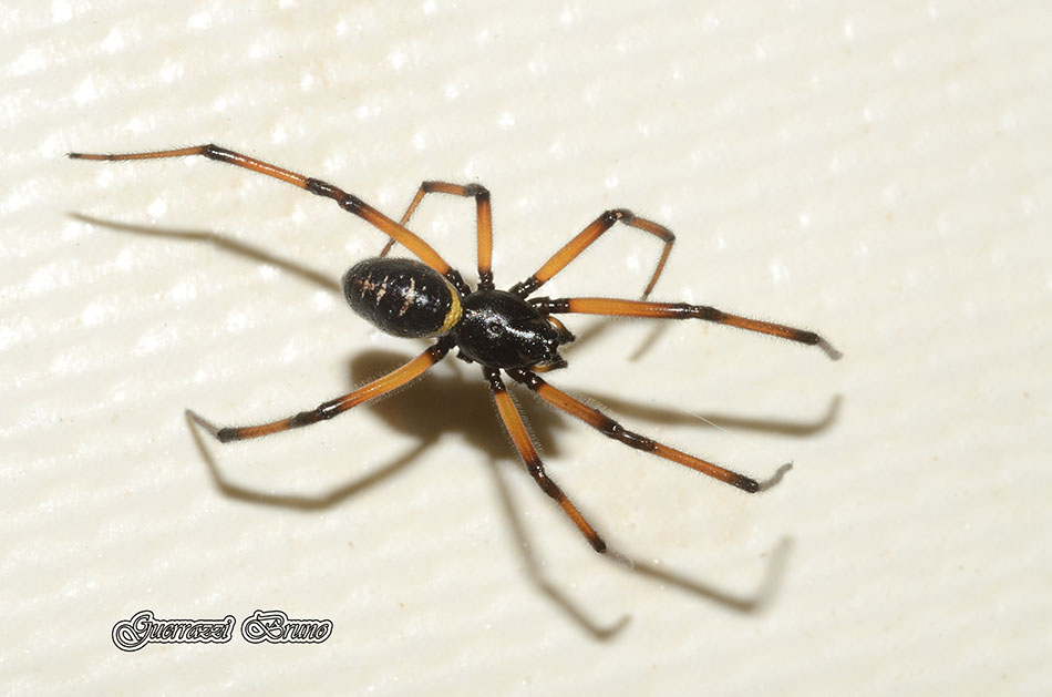 Steatoda paykulliana - Cascina (PI)