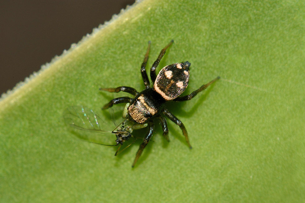 Heliophanus apiatus - Cascina (PI)