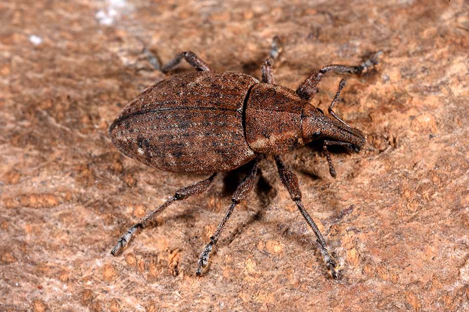 Curculionidae: Lepyrus armatus