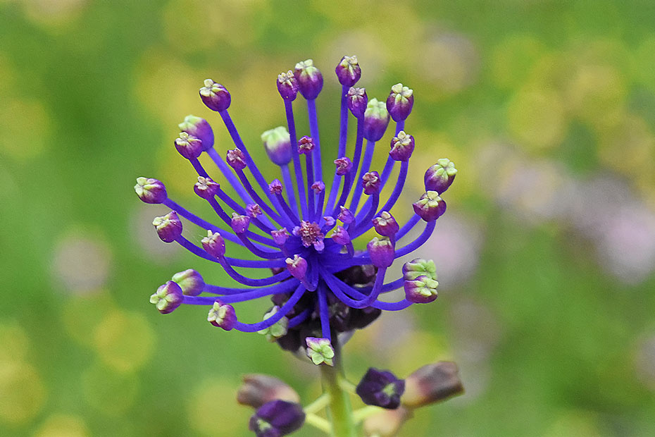 Muscari comosum  (Asparagaceae)