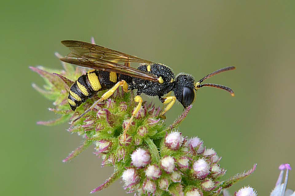 Cerceris sabulosa, maschio - Crabronidae