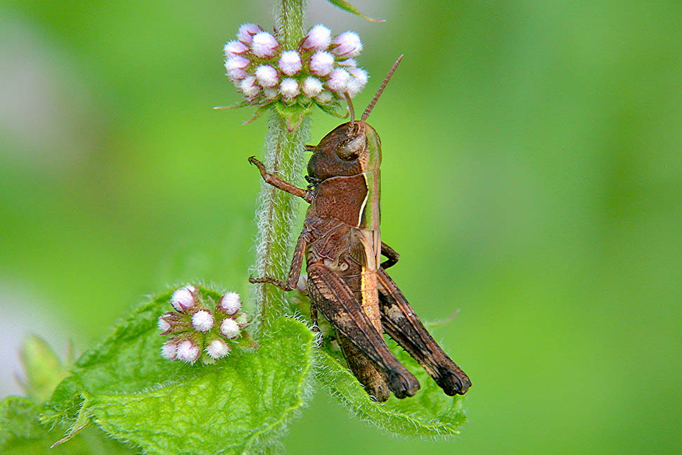 ninfa di Acrididae