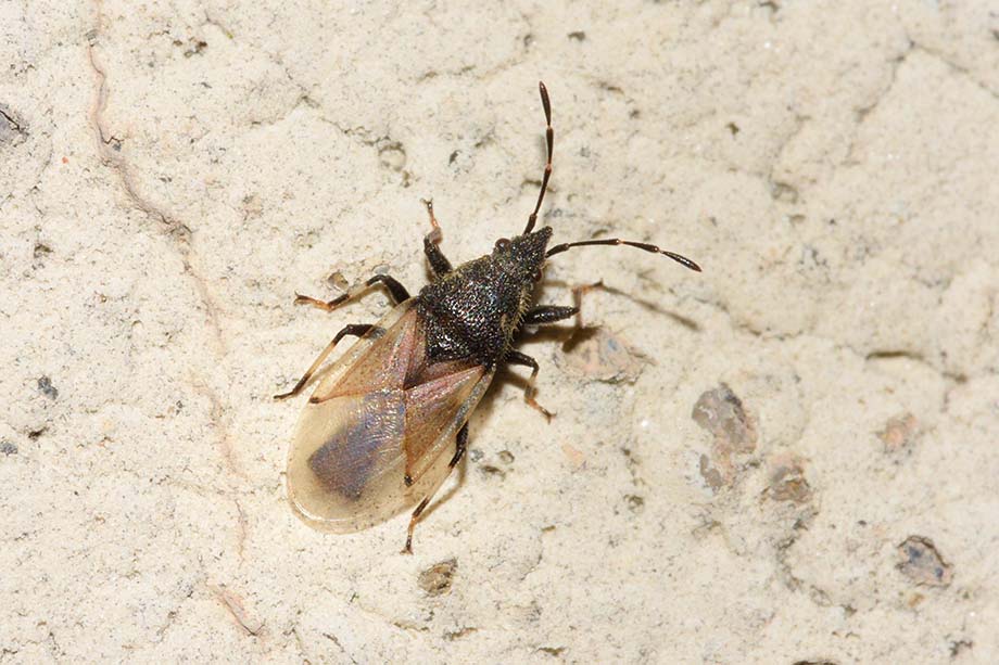 Lygaeidae:  Oxycarenus hyalinipennis