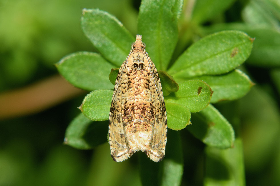 Identificazione falena - Celypha lacunana