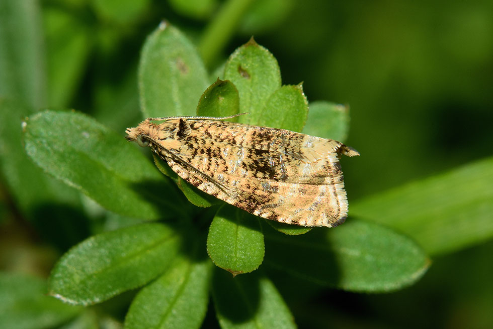 Identificazione falena - Celypha lacunana