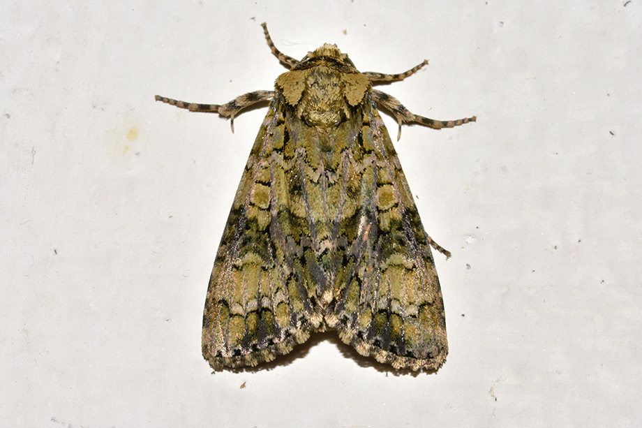 Craniophora ligustri? S