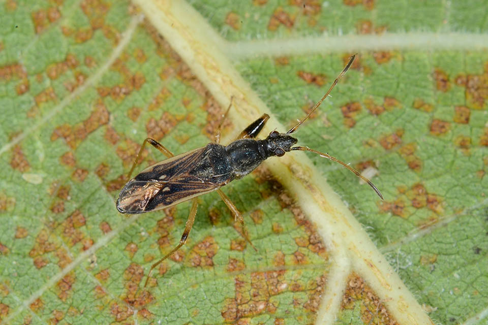 Lygaeidae: Paraparomius leptopoides