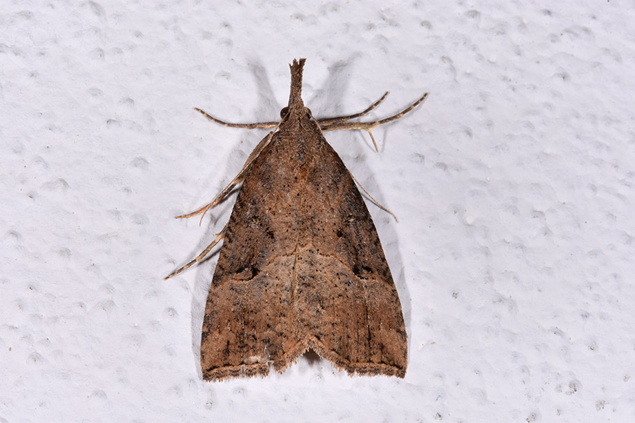 Uresiphita gilvata? No, Hypena (Hypena) rostralis, Erebidae