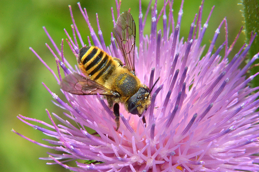 Megachile sp., Apidae Megachilinae