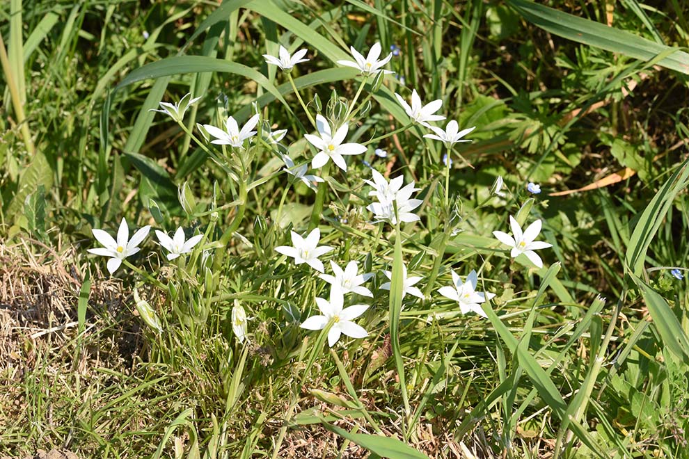 Ornithogalum divergens / Latte di gallina divergente