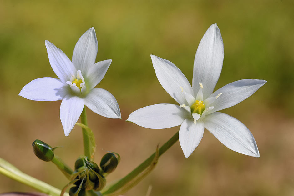 Ornithogalum divergens / Latte di gallina divergente