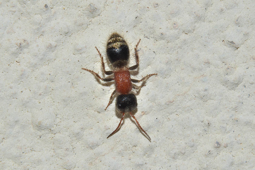 Myrmilla calva, Mutillidae