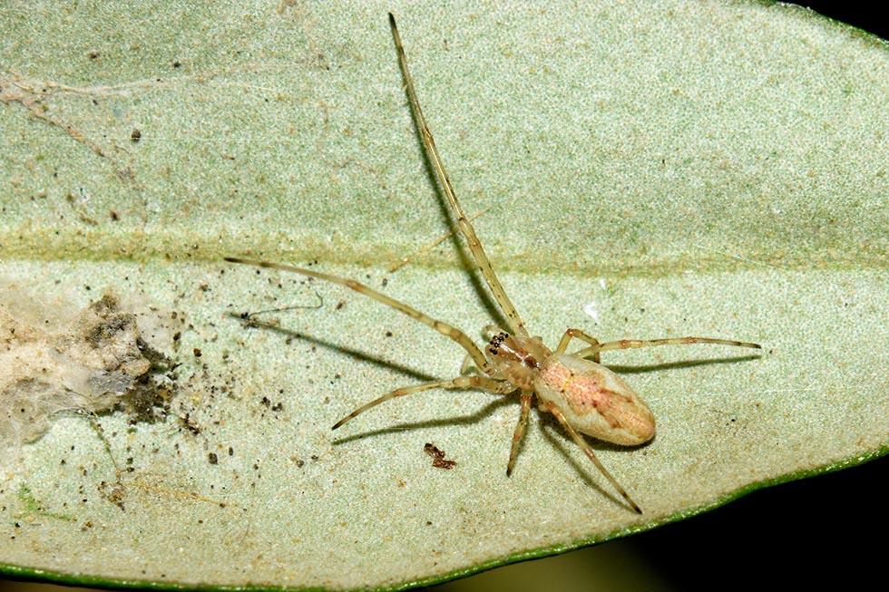 Tetragnatha sp. - Cascina (PI)