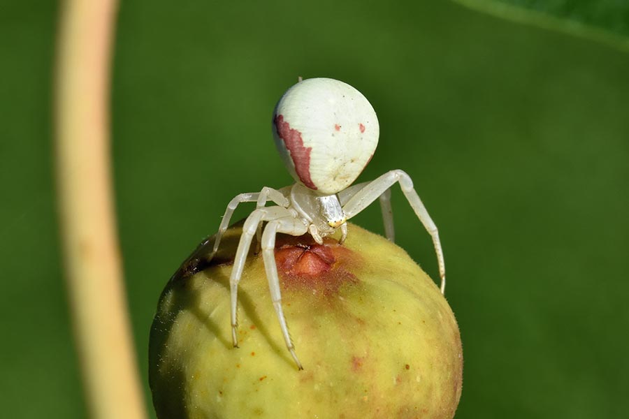 Misumena vatia che fa 