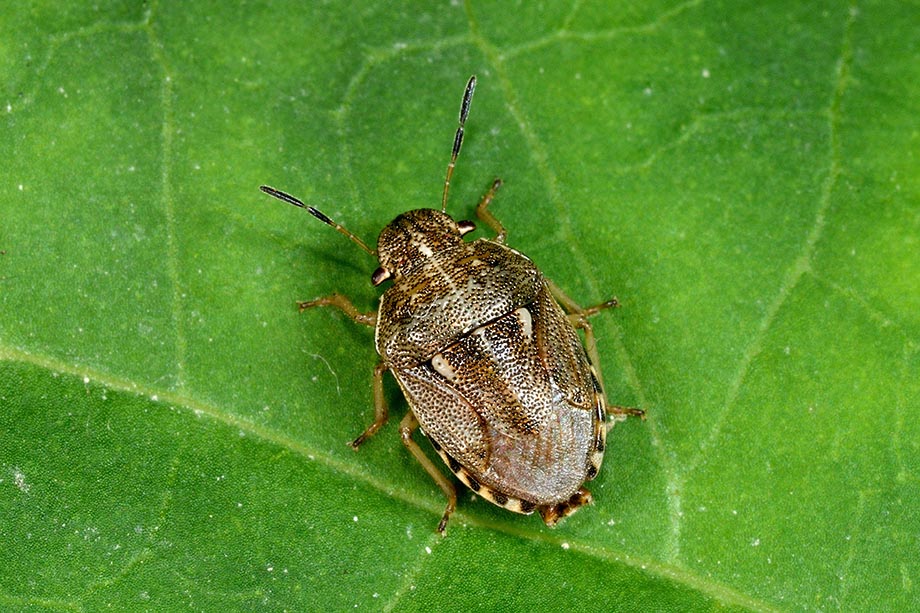 Pentatomidae:   Neottiglossa lineolata, maschio