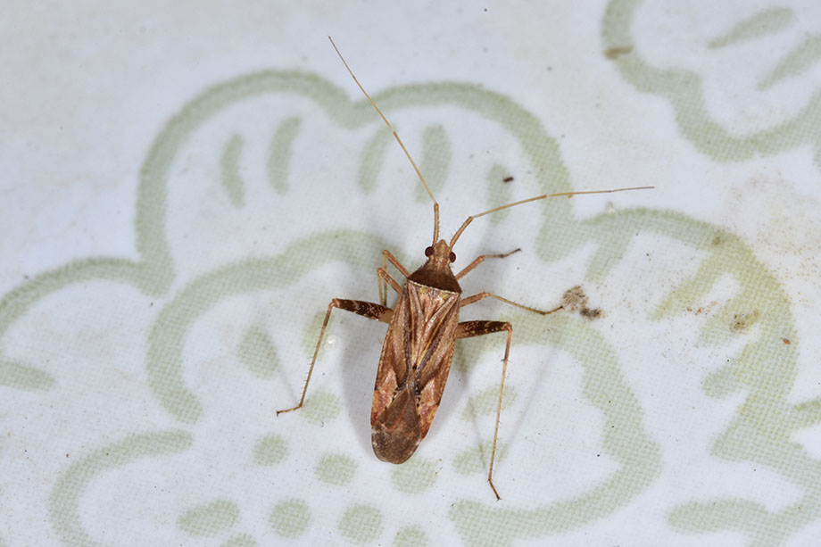 Miridae: Phytocoris  cfr. varipes