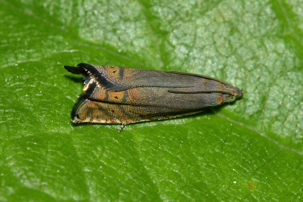 identificazione falena - Dichrorampha plumbana