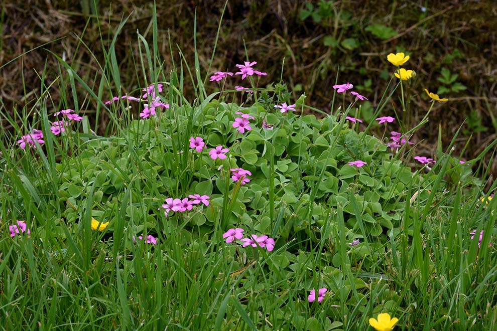 Oxalis articulata / Acetosella rizomatosa